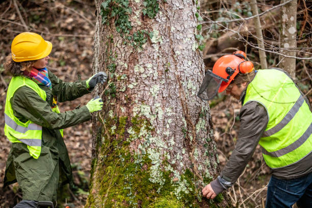 Lake Mohawk, NJ Tree Care Company