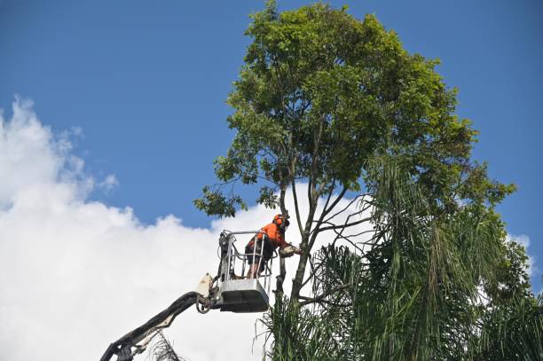 How Our Tree Care Process Works  in  Lake Mohawk, NJ